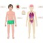 Gioco da Tavolo Educativo Clementoni Montessori Il Corpo Umano