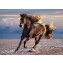 Puzzle Clementoni High Quality Collection Free Horse 1000 pz